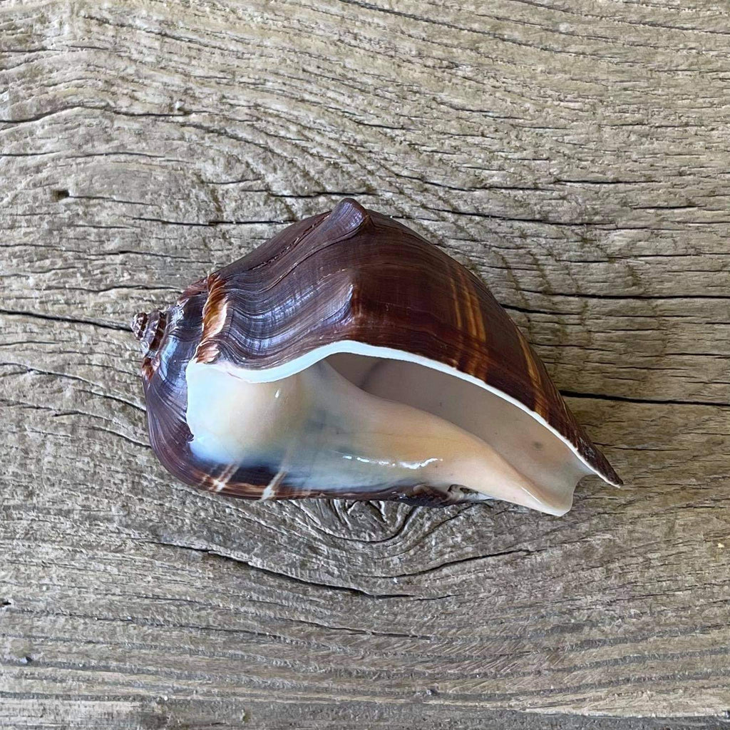 Chocolate conch - Lost archives store - product_name_for_sale - product_name_for_sale_australia - category_name