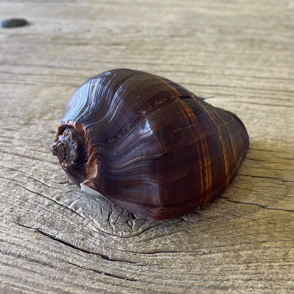 Chocolate conch - Lost archives store - product_name_for_sale - product_name_for_sale_australia - category_name