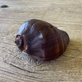 Chocolate conch - Lost archives store - product_name_for_sale - product_name_for_sale_australia - category_name