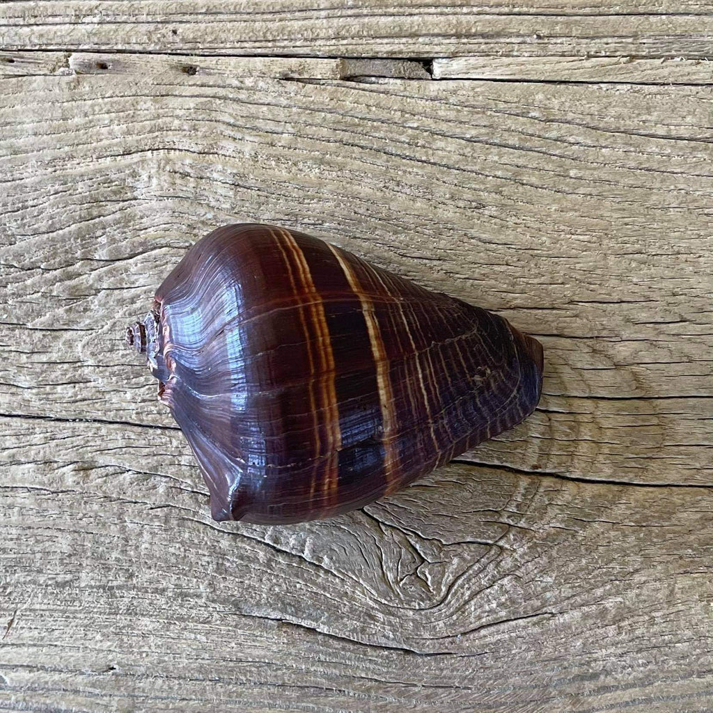 Chocolate conch - Lost archives store - product_name_for_sale - product_name_for_sale_australia - category_name