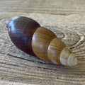 Clavator eximius shell - Lost archives store - product_name_for_sale - product_name_for_sale_australia - category_name