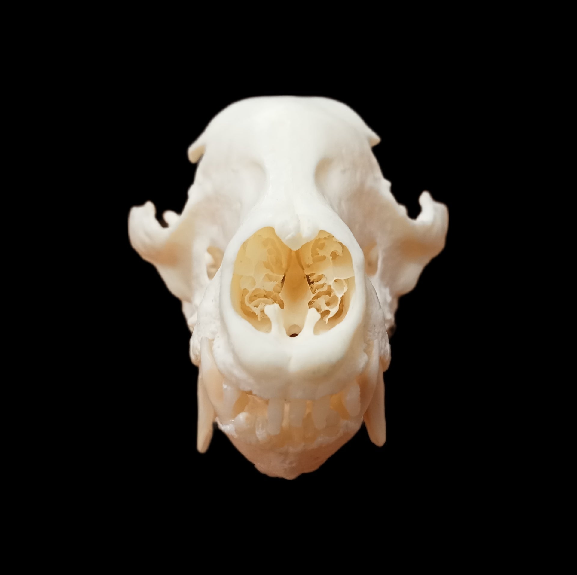 Coatimundi skull - Lost archives store - product_name_for_sale - product_name_for_sale_australia - category_name