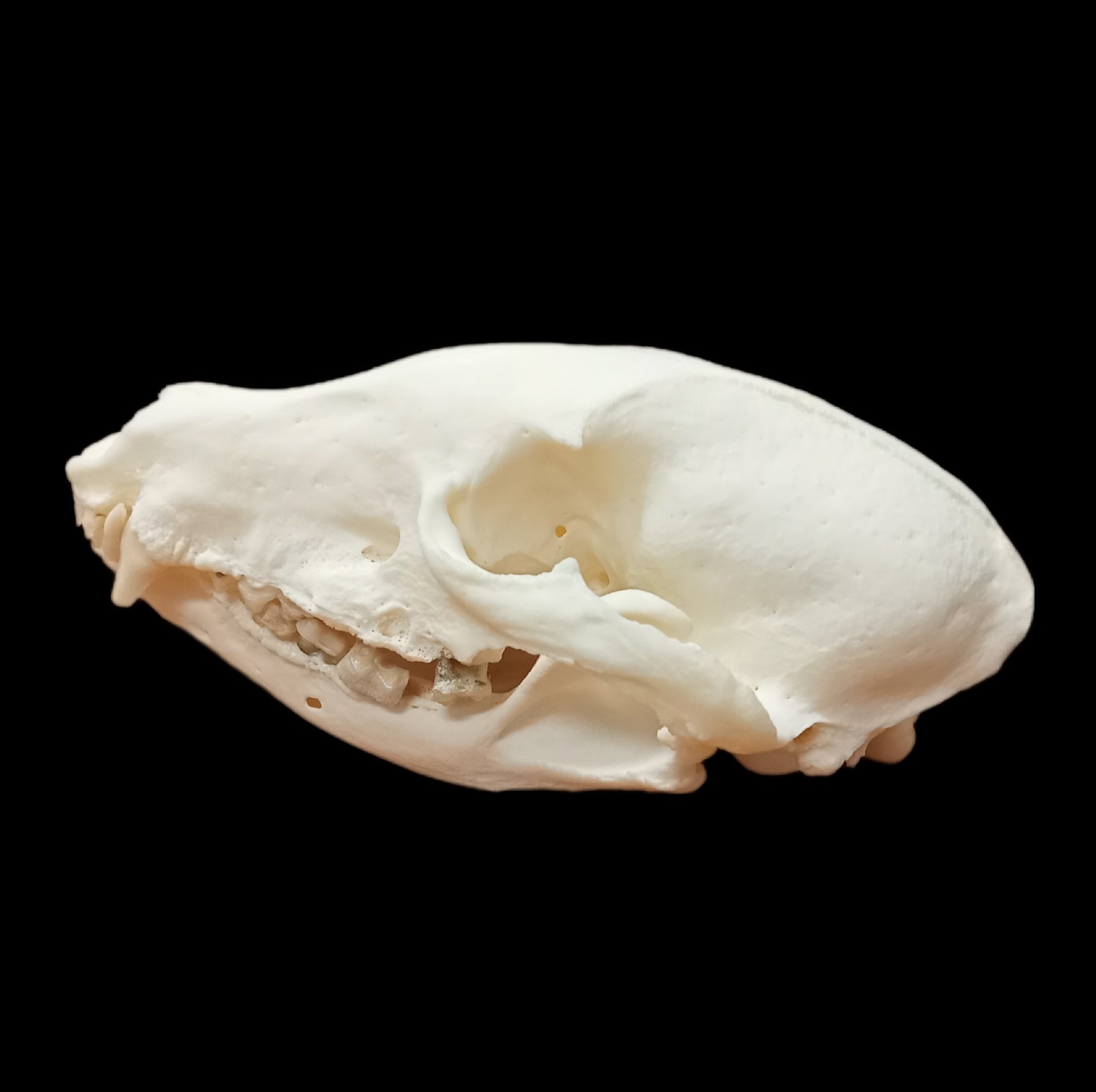 Coatimundi skull - Lost archives store - product_name_for_sale - product_name_for_sale_australia - category_name