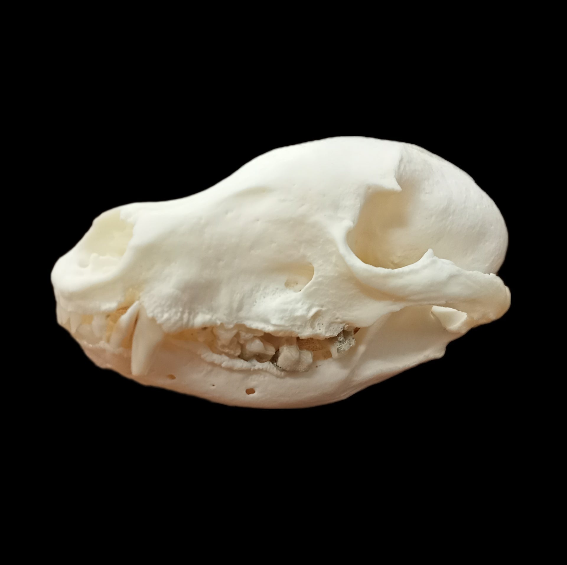 Coatimundi skull - Lost archives store - product_name_for_sale - product_name_for_sale_australia - category_name