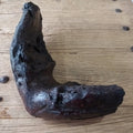 Columbian mammoth jaw - Lost archives store - product_name_for_sale - product_name_for_sale_australia - category_name
