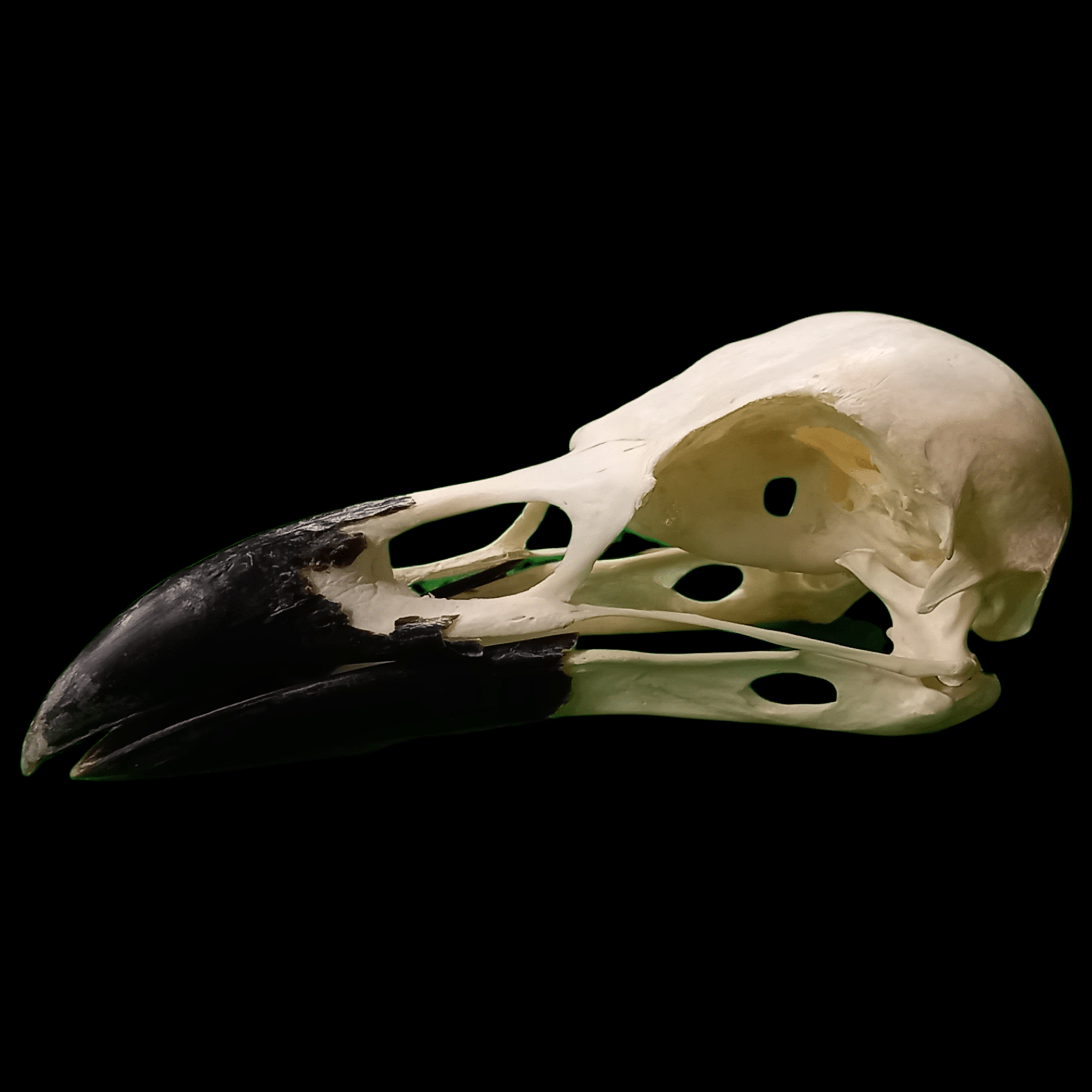Common Raven skull - Lost archives store - product_name_for_sale - product_name_for_sale_australia - category_name