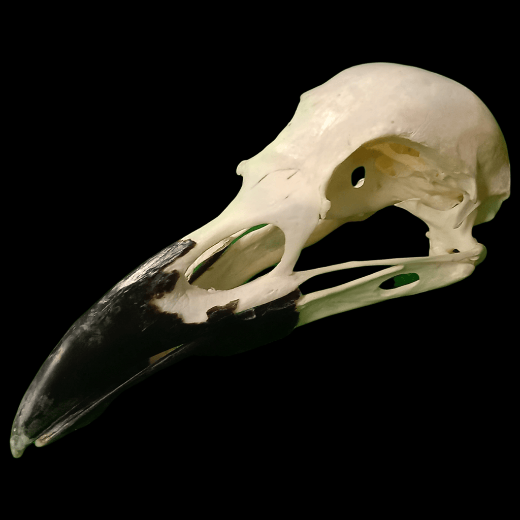 Common Raven skull - Lost archives store - product_name_for_sale - product_name_for_sale_australia - category_name