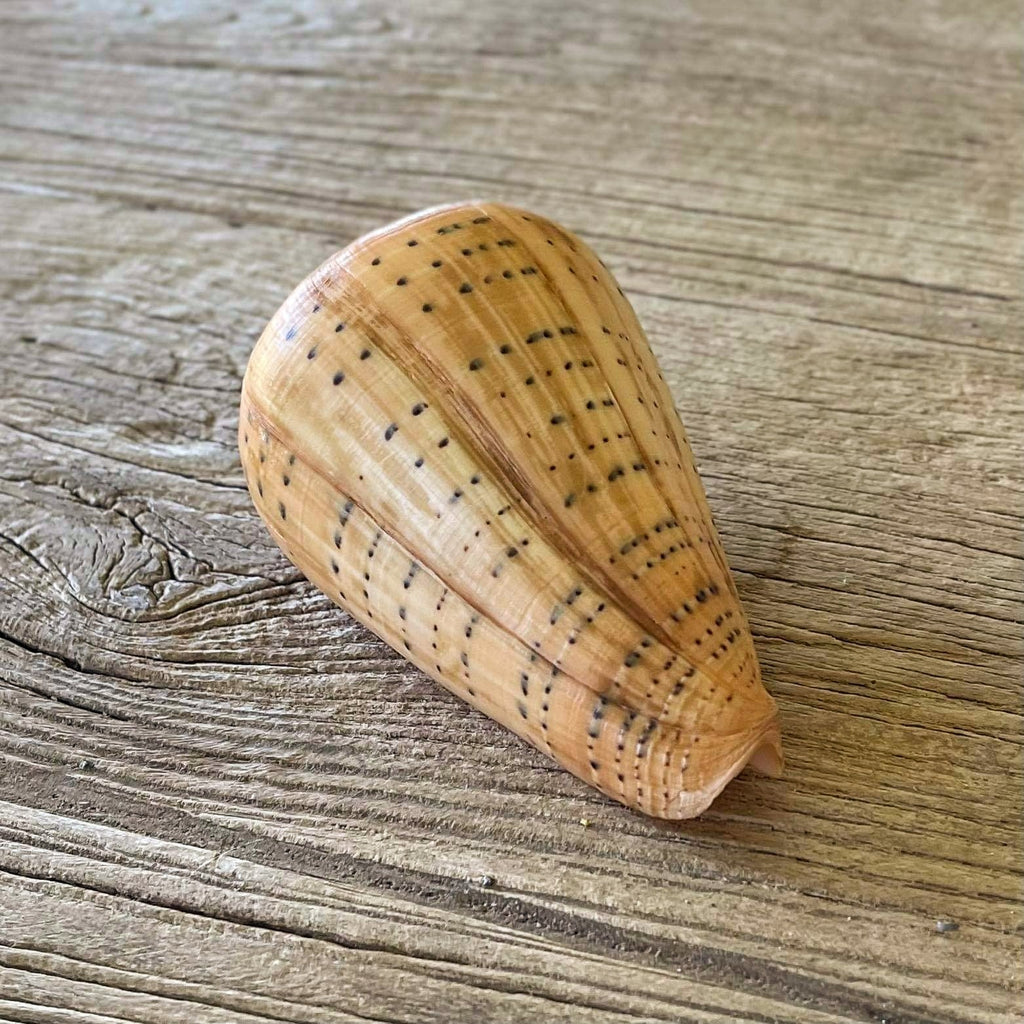 Conus betulinus - Lost archives store - product_name_for_sale - product_name_for_sale_australia - category_name