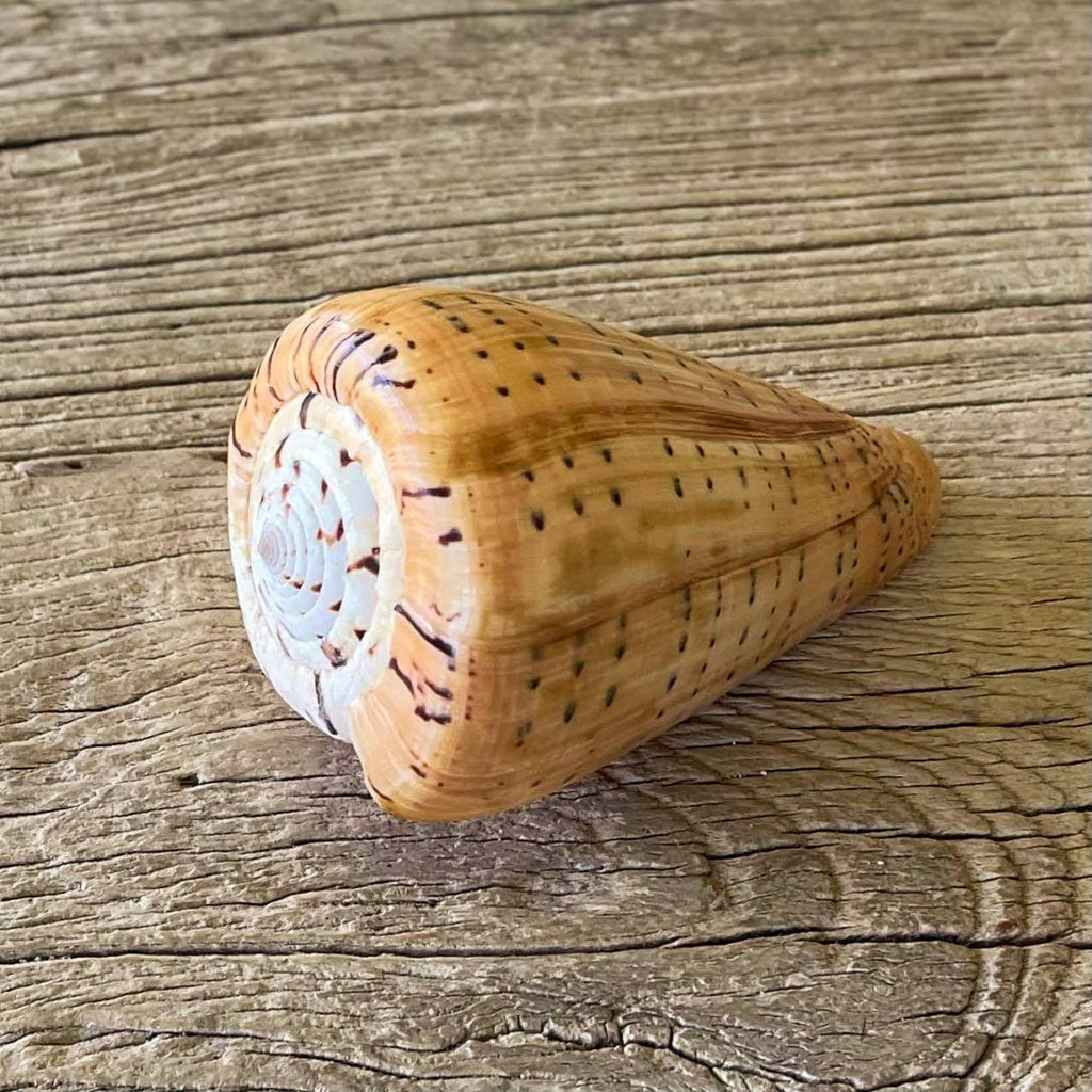 Conus betulinus - Lost archives store - product_name_for_sale - product_name_for_sale_australia - category_name