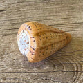 Conus betulinus - Lost archives store - product_name_for_sale - product_name_for_sale_australia - category_name