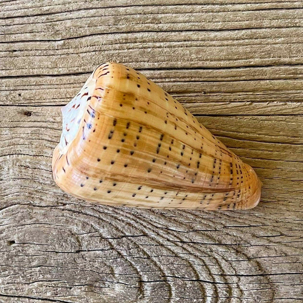 Conus betulinus - Lost archives store - product_name_for_sale - product_name_for_sale_australia - category_name