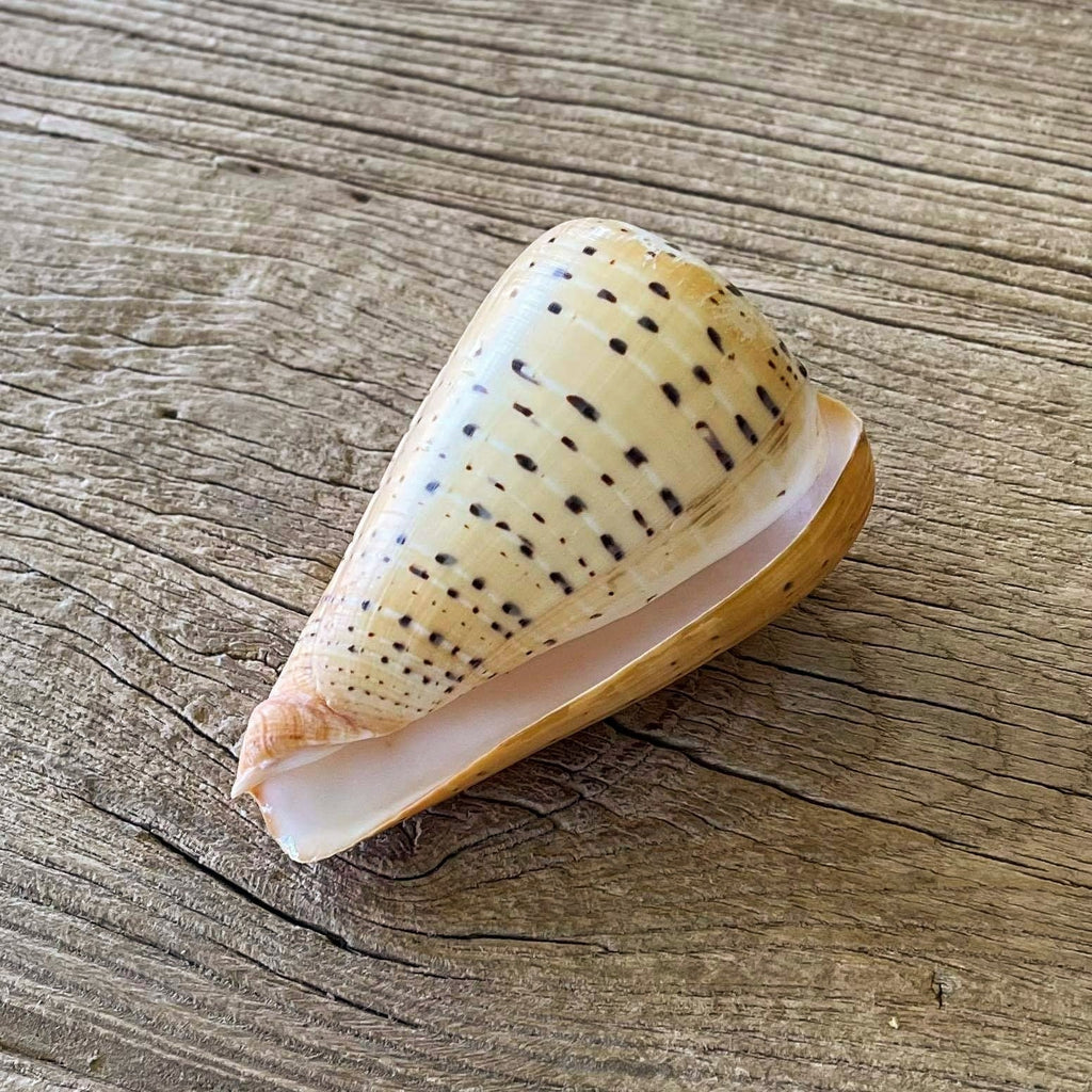 Conus betulinus - Lost archives store - product_name_for_sale - product_name_for_sale_australia - category_name