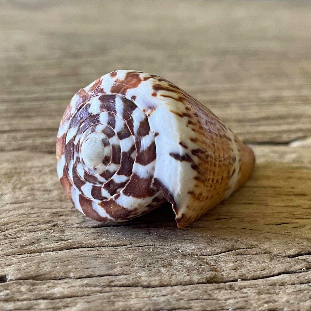 Conus capitaneus - Lost archives store - product_name_for_sale - product_name_for_sale_australia - category_name