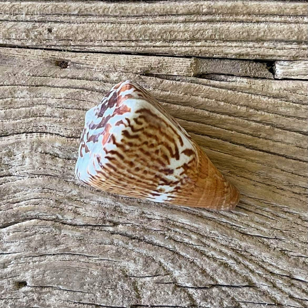 Conus capitaneus - Lost archives store - product_name_for_sale - product_name_for_sale_australia - category_name