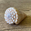 Conus distans - Lost archives store - product_name_for_sale - product_name_for_sale_australia - category_name