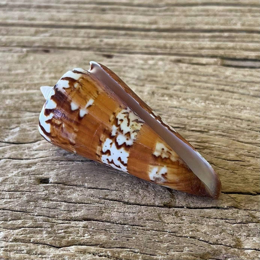 Conus generalis - Lost archives store - product_name_for_sale - product_name_for_sale_australia - category_name