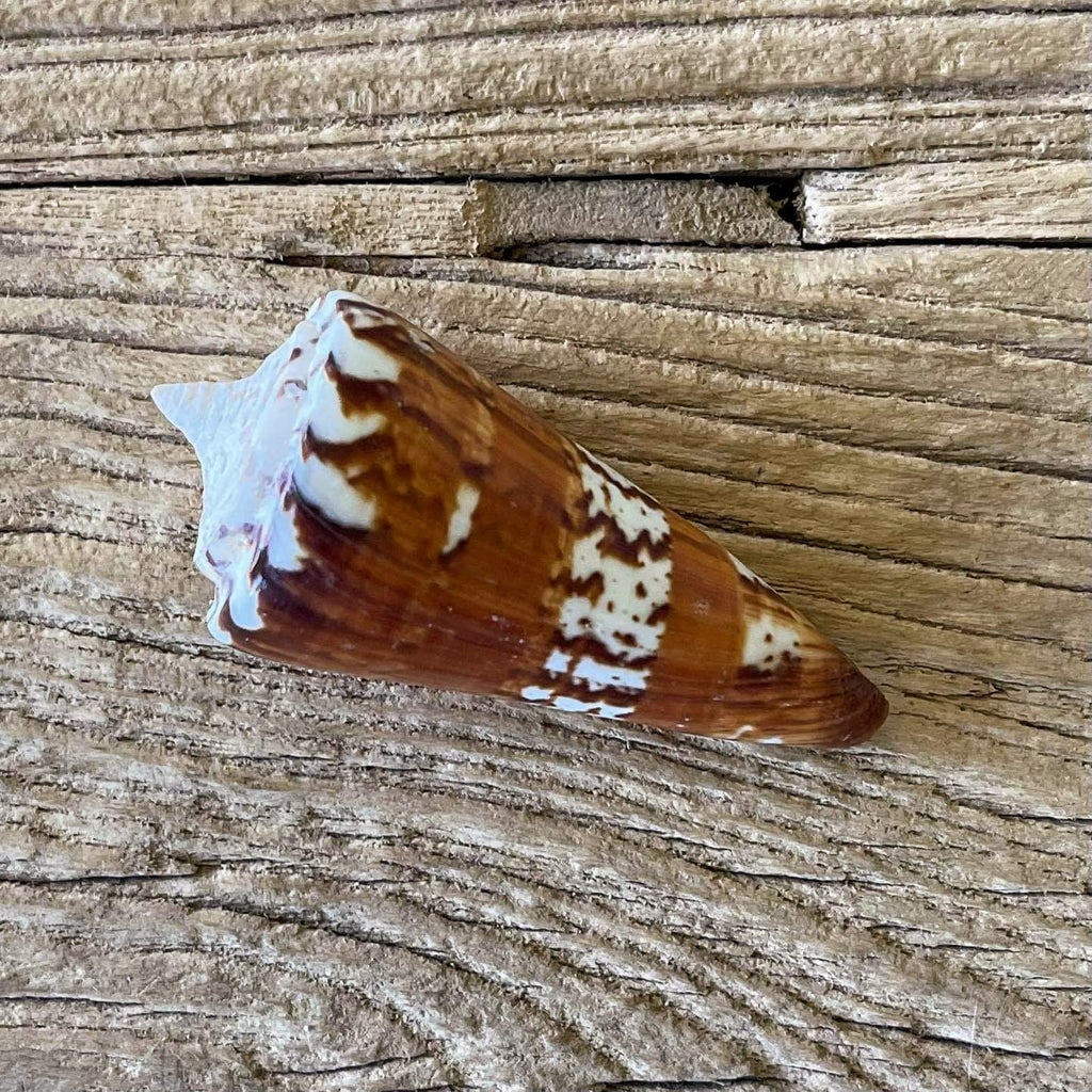 Conus generalis - Lost archives store - product_name_for_sale - product_name_for_sale_australia - category_name