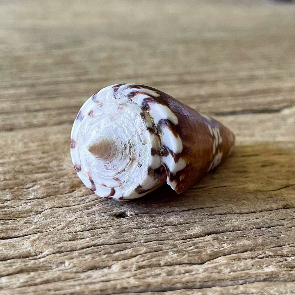 Conus generalis - Lost archives store - product_name_for_sale - product_name_for_sale_australia - category_name