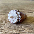 Conus generalis - Lost archives store - product_name_for_sale - product_name_for_sale_australia - category_name