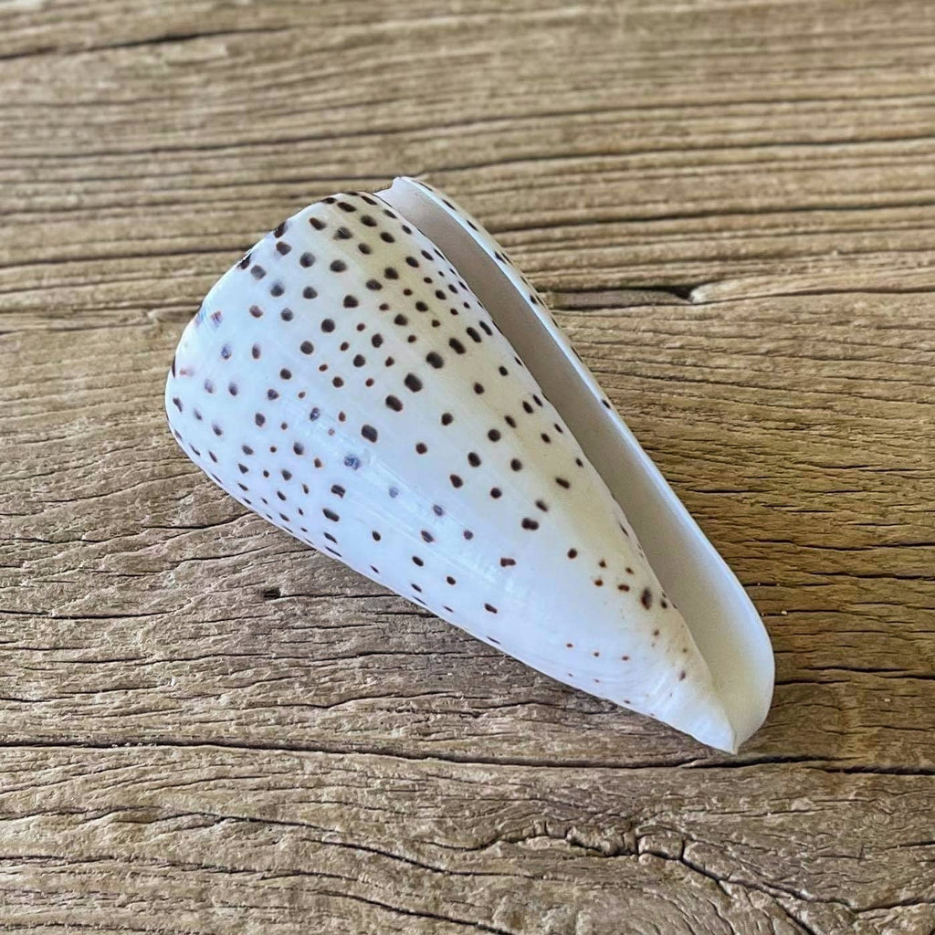 Conus leopardus - Lost archives store - product_name_for_sale - product_name_for_sale_australia - category_name