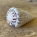 Conus leopardus - Lost archives store - product_name_for_sale - product_name_for_sale_australia - category_name