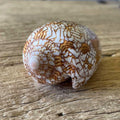 Conus textile - Lost archives store - product_name_for_sale - product_name_for_sale_australia - category_name