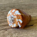 Conus vexillum - Lost archives store - product_name_for_sale - product_name_for_sale_australia - category_name