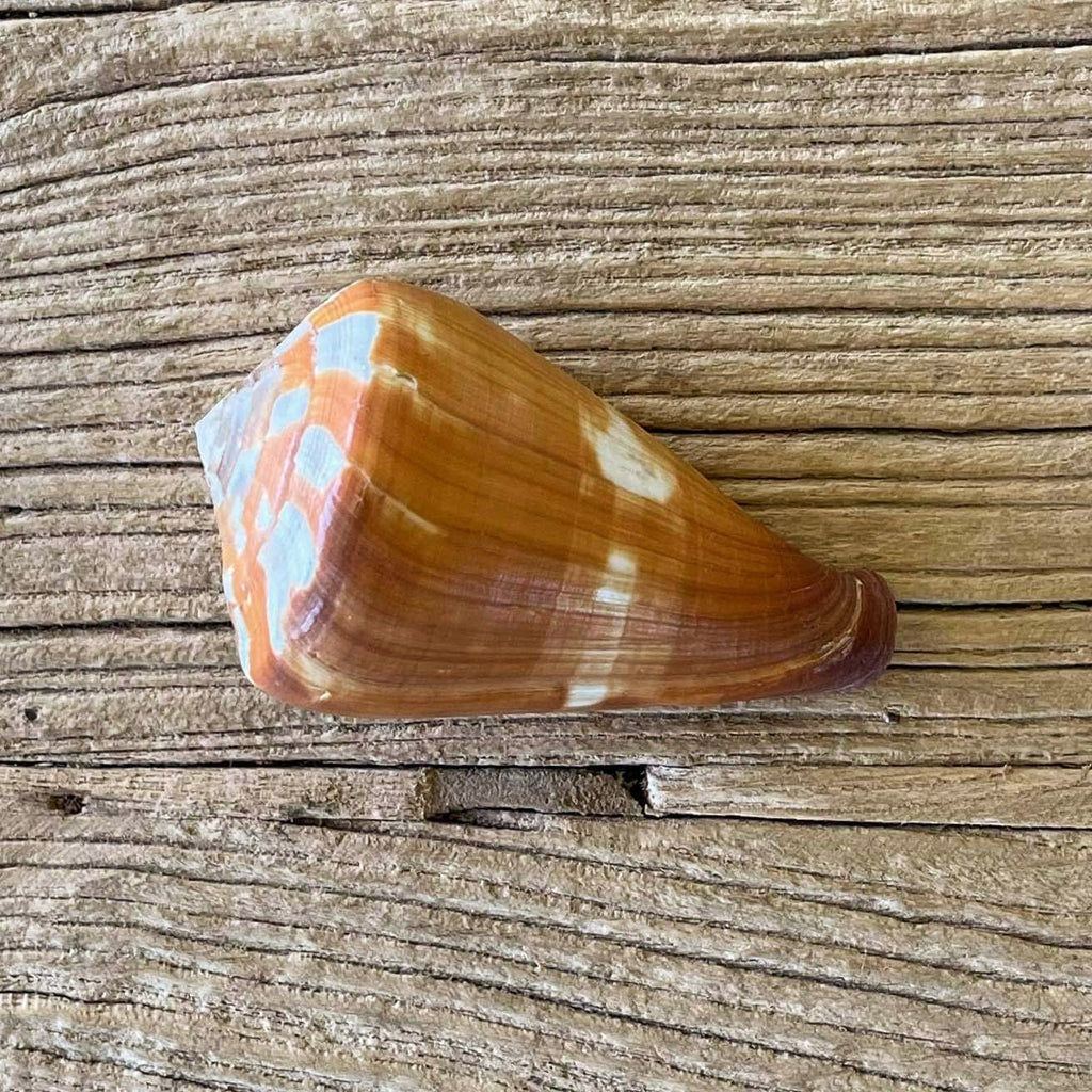 Conus vexillum - Lost archives store - product_name_for_sale - product_name_for_sale_australia - category_name