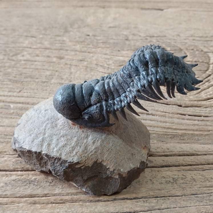 Crotalocephalus trilobite fossil - Lost archives store - product_name_for_sale - product_name_for_sale_australia - category_name