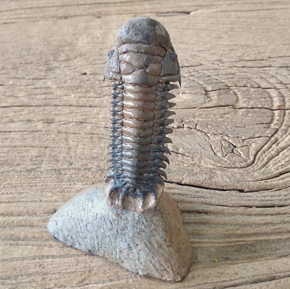 Crotalocephalus trilobite fossil - Lost archives store - product_name_for_sale - product_name_for_sale_australia - category_name