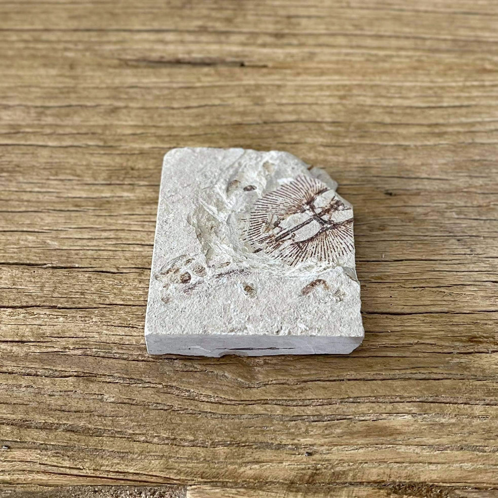 Cyclobatis fossil - Lost archives store - product_name_for_sale - product_name_for_sale_australia - category_name