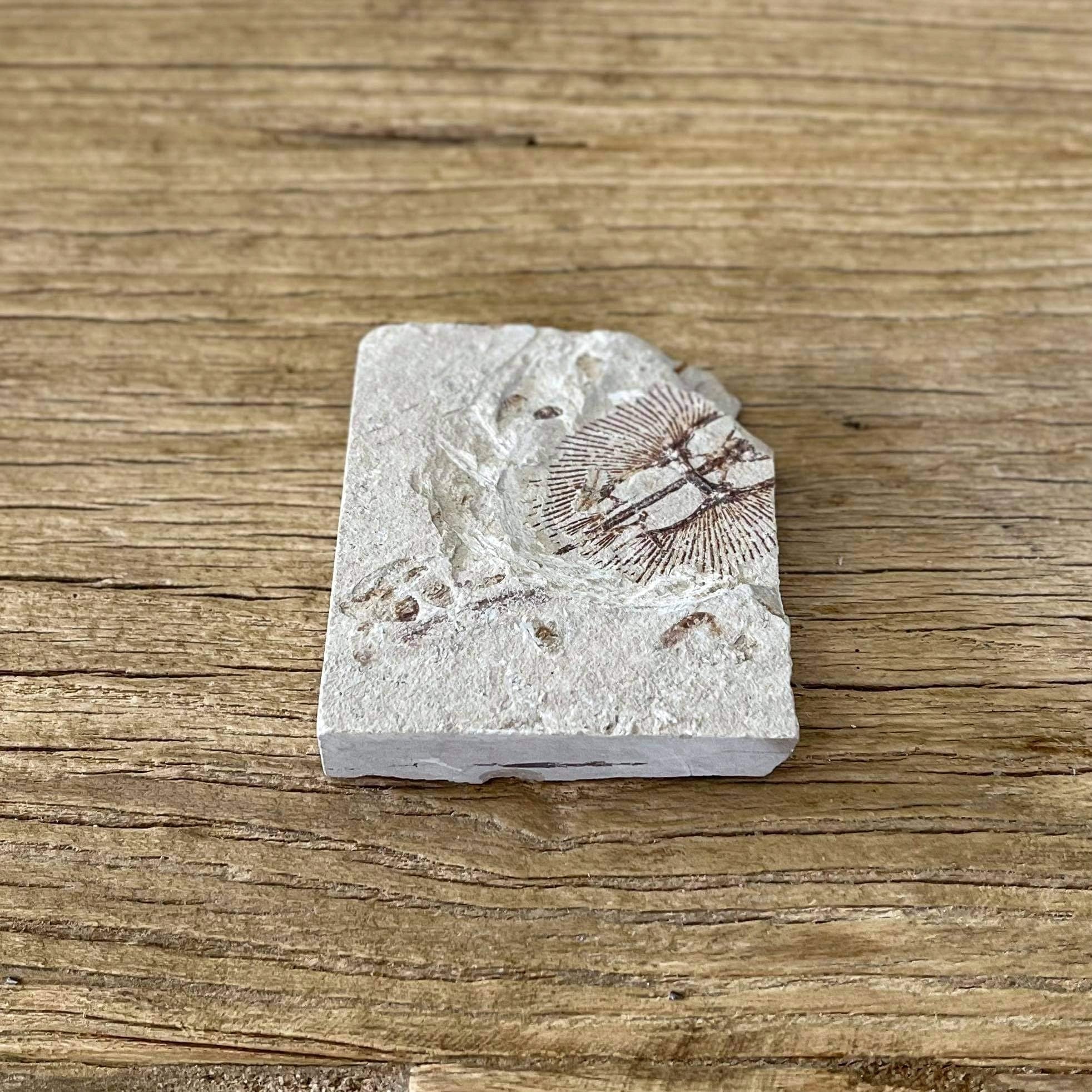 Cyclobatis fossil - Lost archives store - product_name_for_sale - product_name_for_sale_australia - category_name