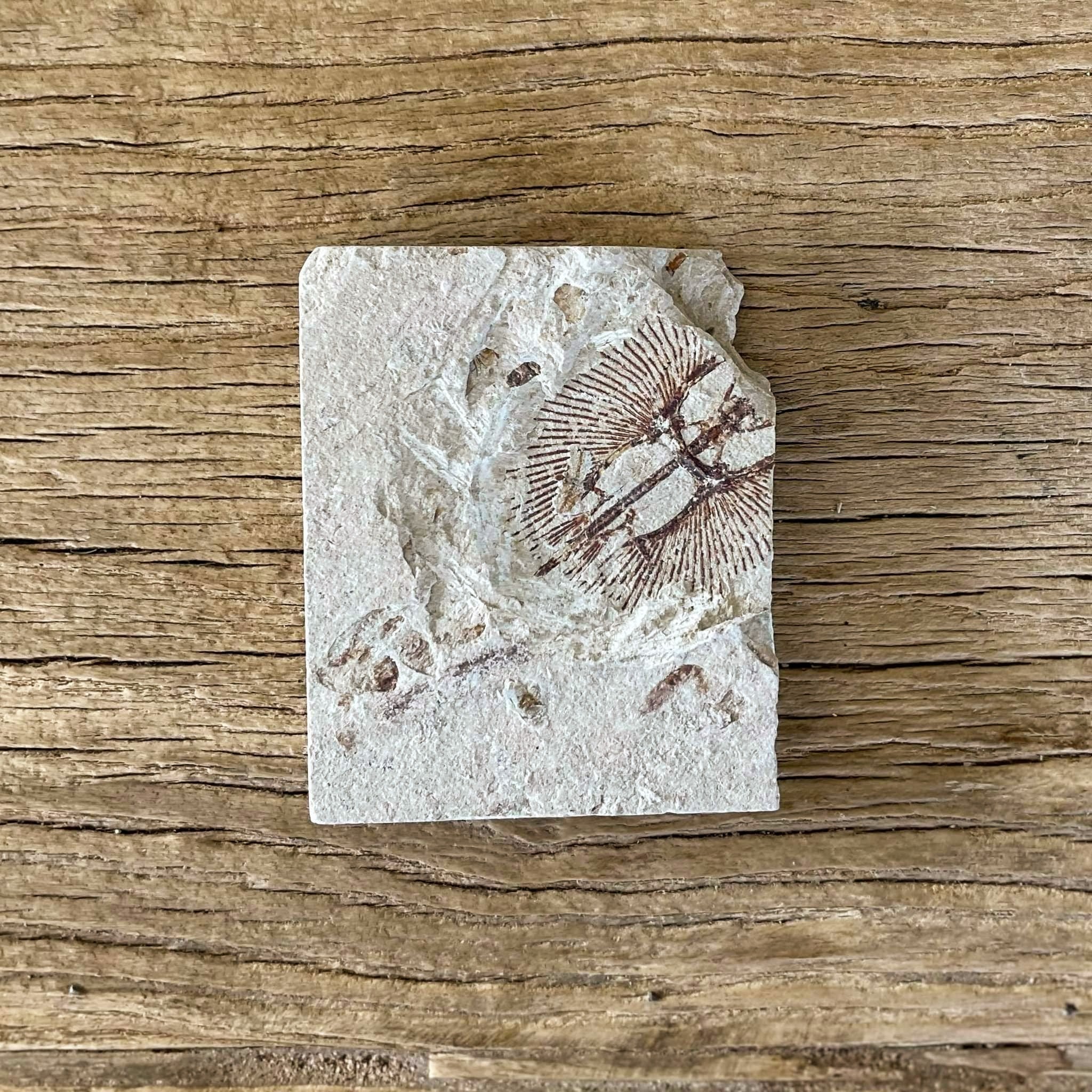 Cyclobatis fossil - Lost archives store - product_name_for_sale - product_name_for_sale_australia - category_name