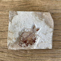 Diplomystus birdi fossil - Lost archives store - product_name_for_sale - product_name_for_sale_australia - category_name