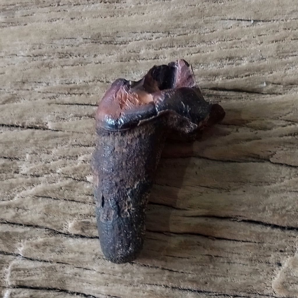 Dire wolf molar - Lost archives store - product_name_for_sale - product_name_for_sale_australia - category_name