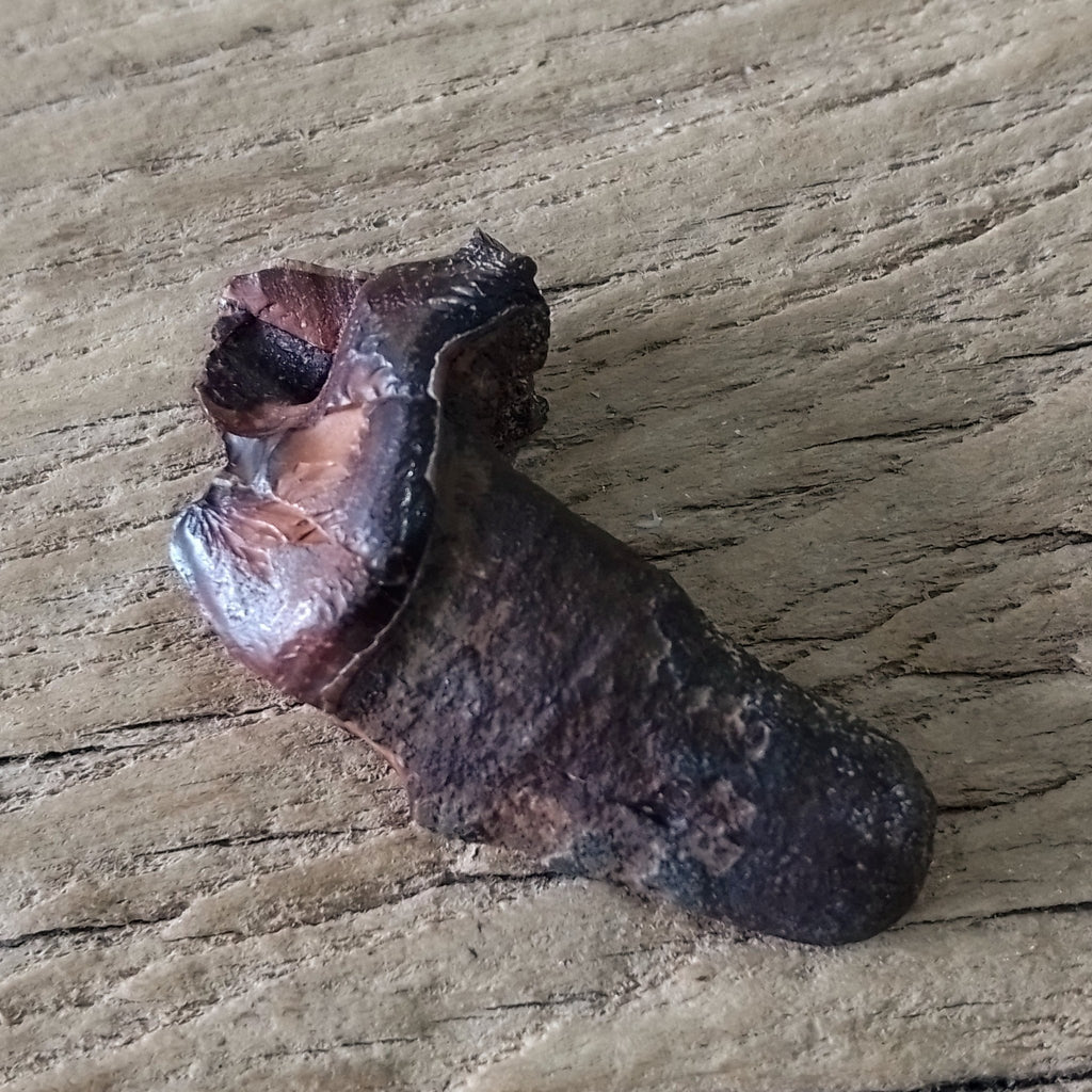Dire wolf molar - Lost archives store - product_name_for_sale - product_name_for_sale_australia - category_name