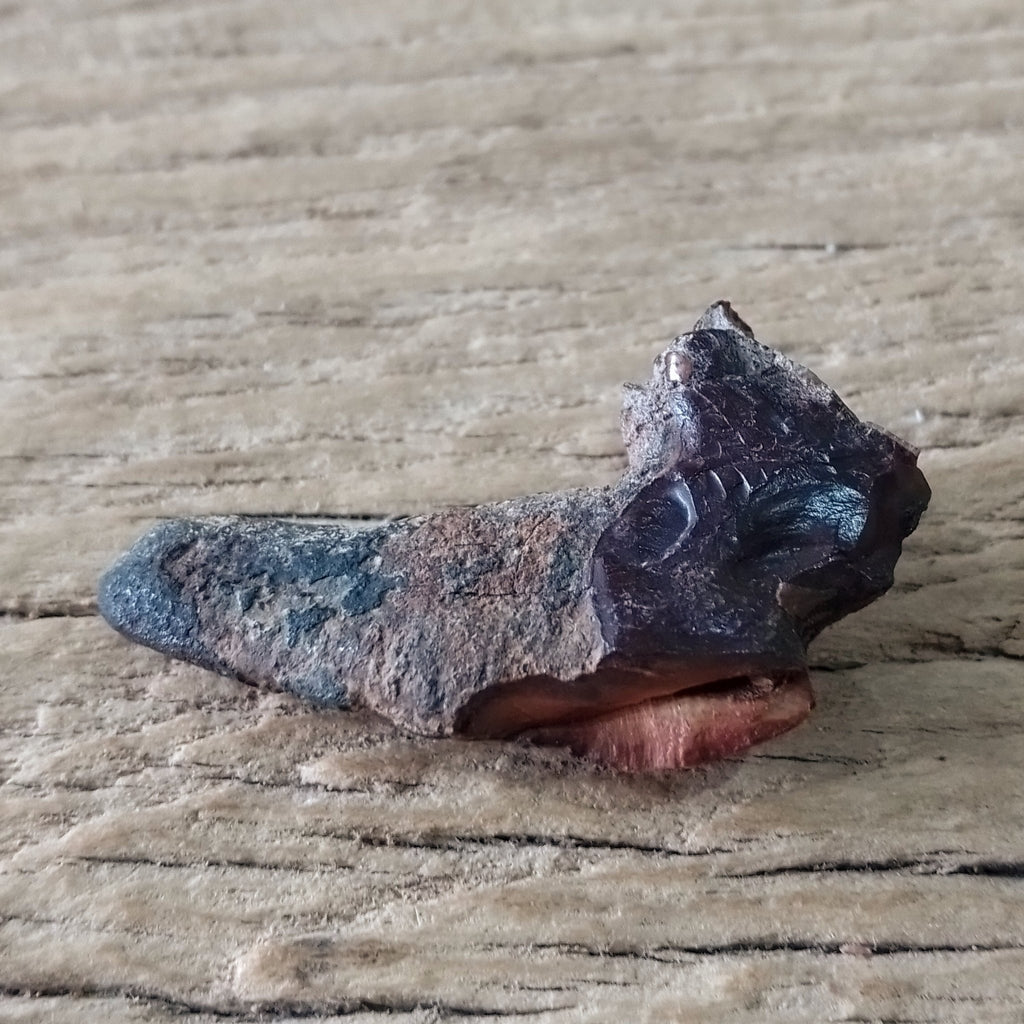 Dire wolf molar - Lost archives store - product_name_for_sale - product_name_for_sale_australia - category_name
