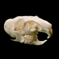 Domestic Chinchilla skull - Lost archives store - product_name_for_sale - product_name_for_sale_australia - category_name