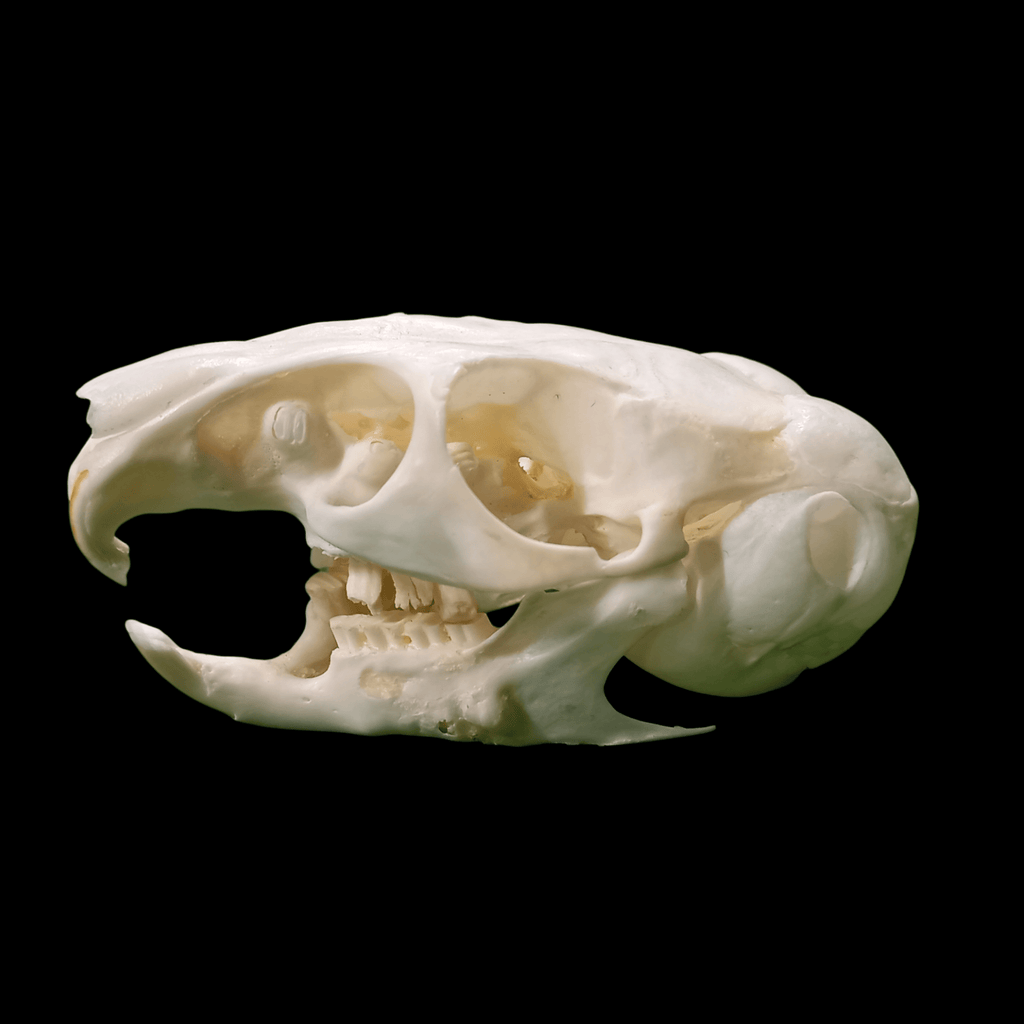Domestic Chinchilla skull - Lost archives store - product_name_for_sale - product_name_for_sale_australia - category_name