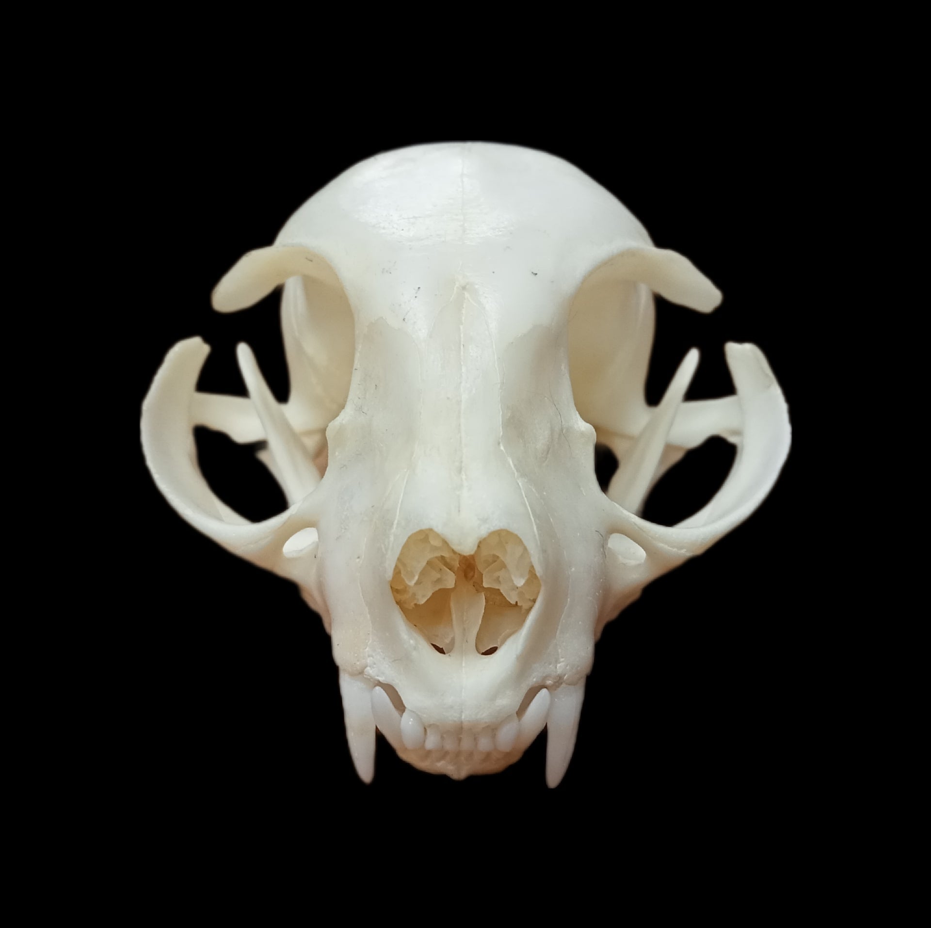 Donskoy skull - Lost archives store - product_name_for_sale - product_name_for_sale_australia - category_name