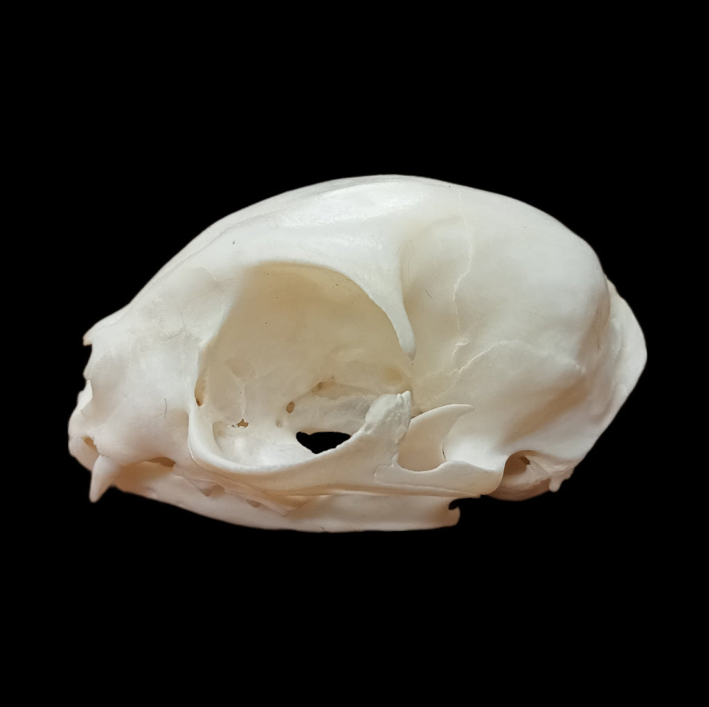 Donskoy skull - Lost archives store - product_name_for_sale - product_name_for_sale_australia - category_name