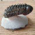 Drotops armatus trilobite fossil - Lost archives store - product_name_for_sale - product_name_for_sale_australia - category_name