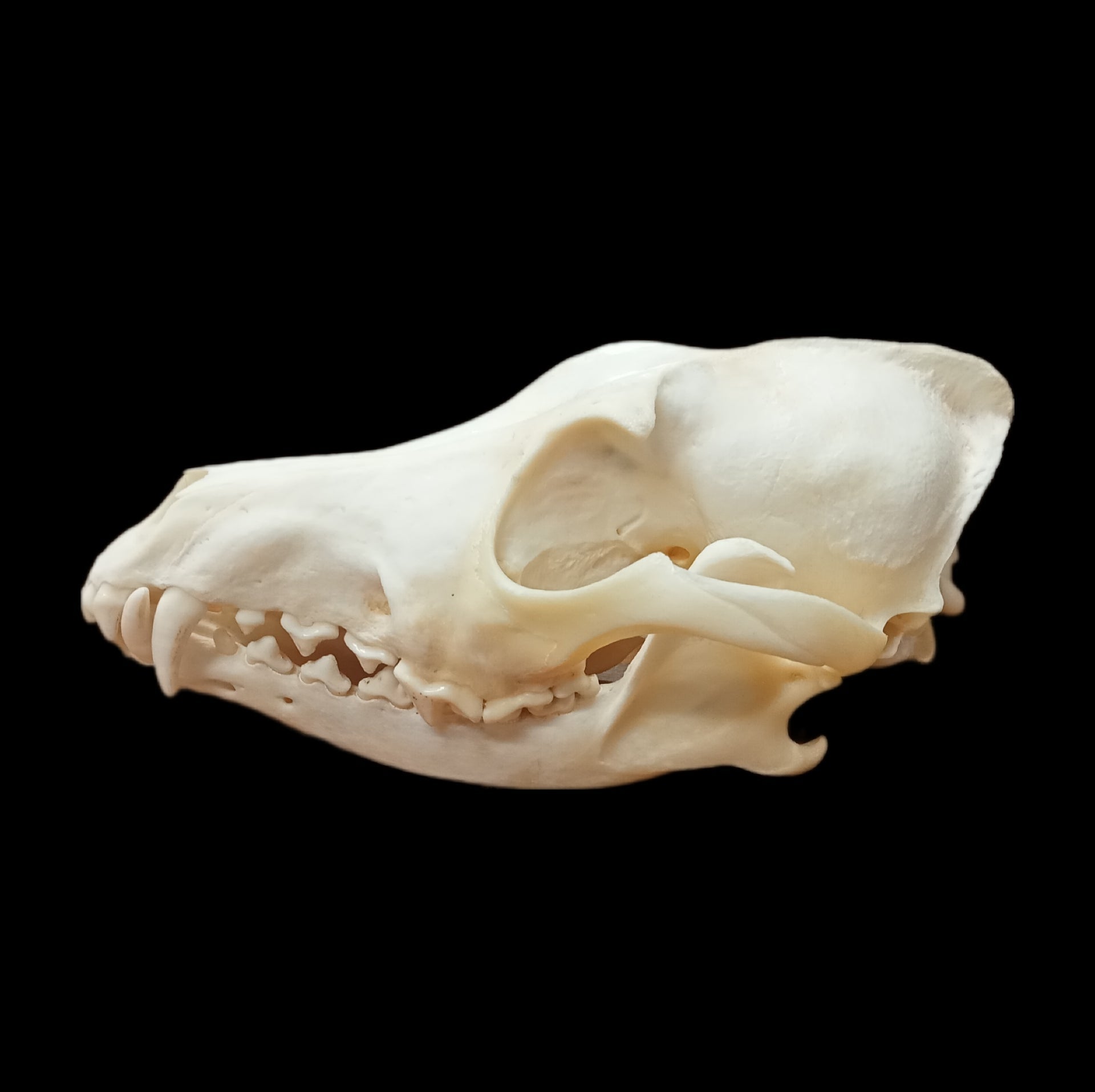Eastern Coyote skull - Lost archives store - product_name_for_sale - product_name_for_sale_australia - category_name
