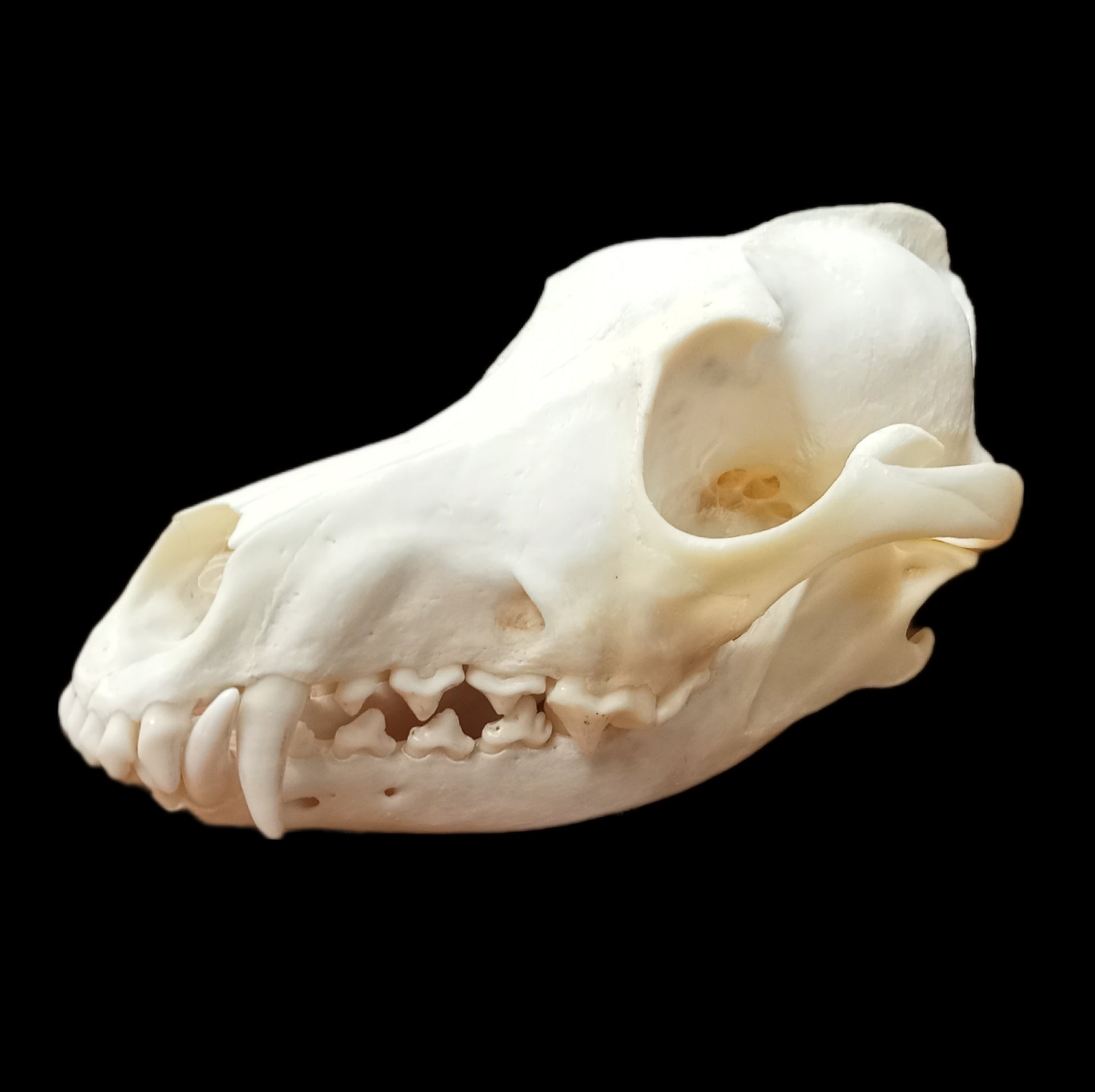 Eastern Coyote skull - Lost archives store - product_name_for_sale - product_name_for_sale_australia - category_name