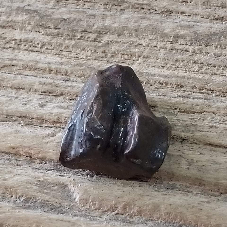 Edmontosaurus tooth - Lost archives store - product_name_for_sale - product_name_for_sale_australia - category_name