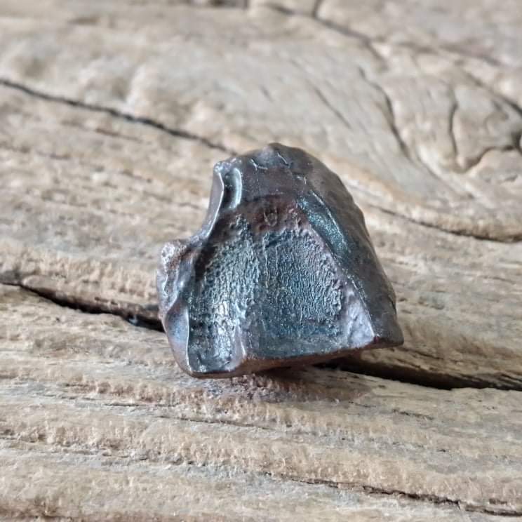 Edmontosaurus tooth - Lost archives store - product_name_for_sale - product_name_for_sale_australia - category_name