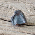 Edmontosaurus tooth - Lost archives store - product_name_for_sale - product_name_for_sale_australia - category_name