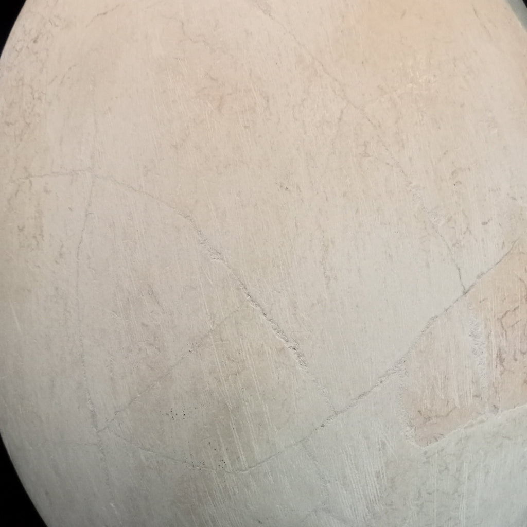 Elephant bird egg - Lost archives store - product_name_for_sale - product_name_for_sale_australia - category_name