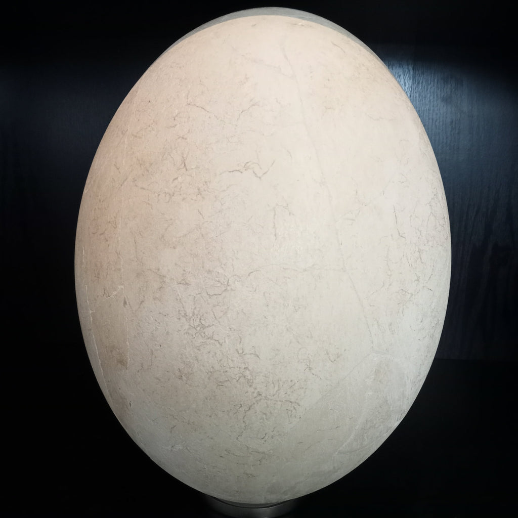 Elephant bird egg - Lost archives store - product_name_for_sale - product_name_for_sale_australia - category_name