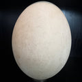 Elephant bird egg - Lost archives store - product_name_for_sale - product_name_for_sale_australia - category_name